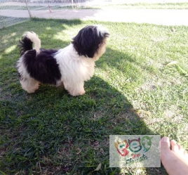 FILHOTES DE SHIH-TZU